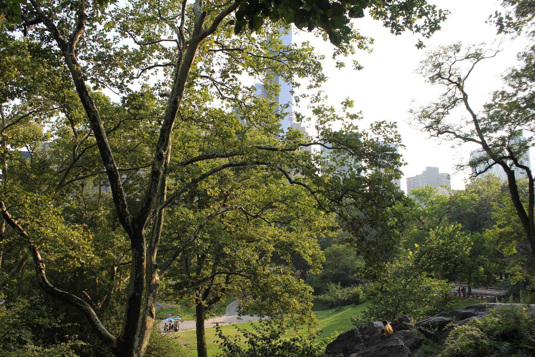 Sunlight shining on Central Park trees
