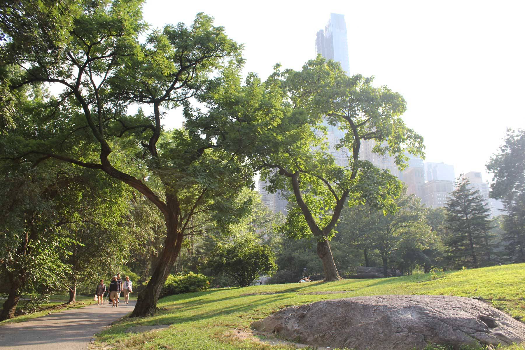 Afternoon sunlight streaming into Central Park