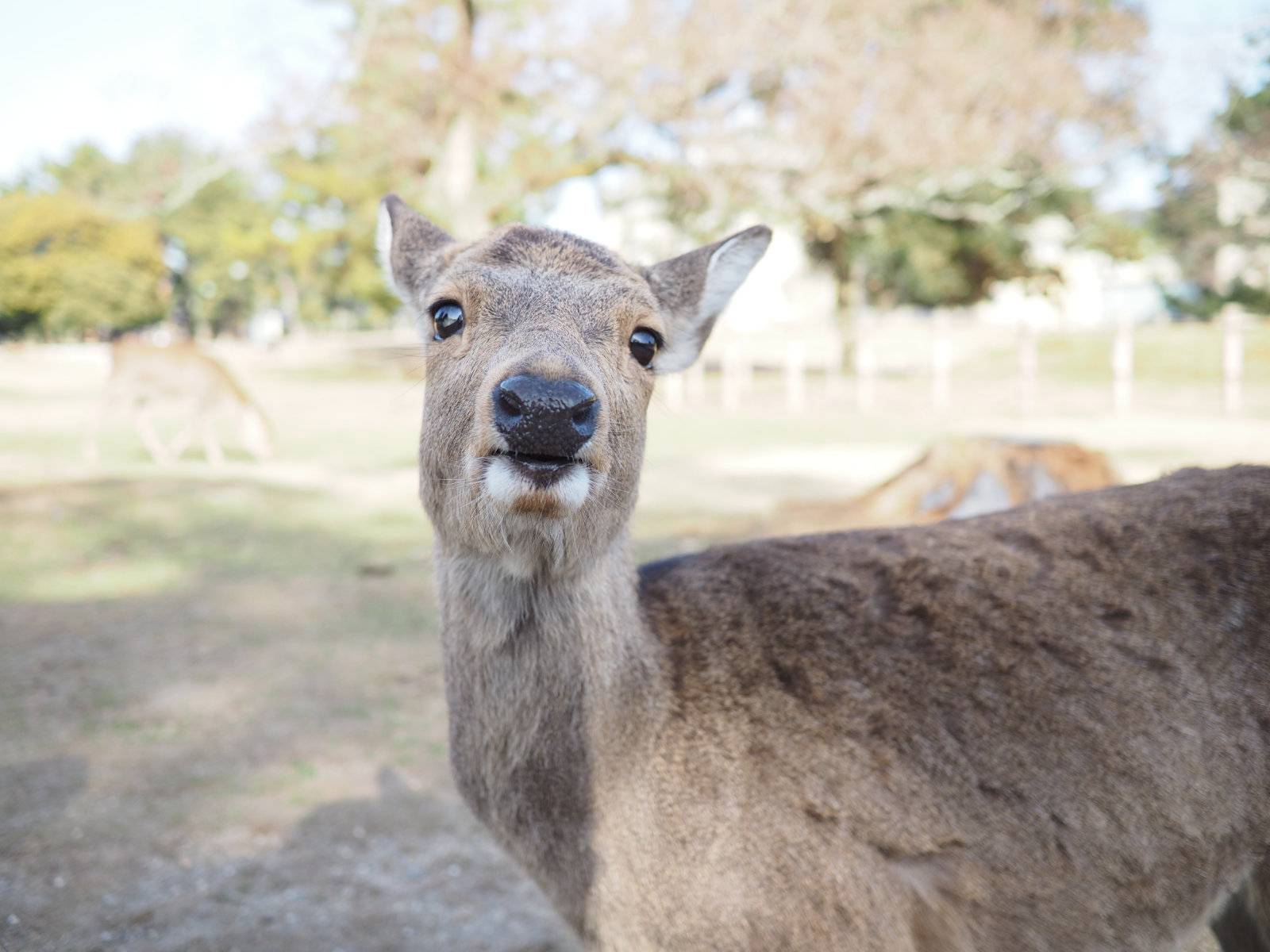 Deer looking face on to the camera