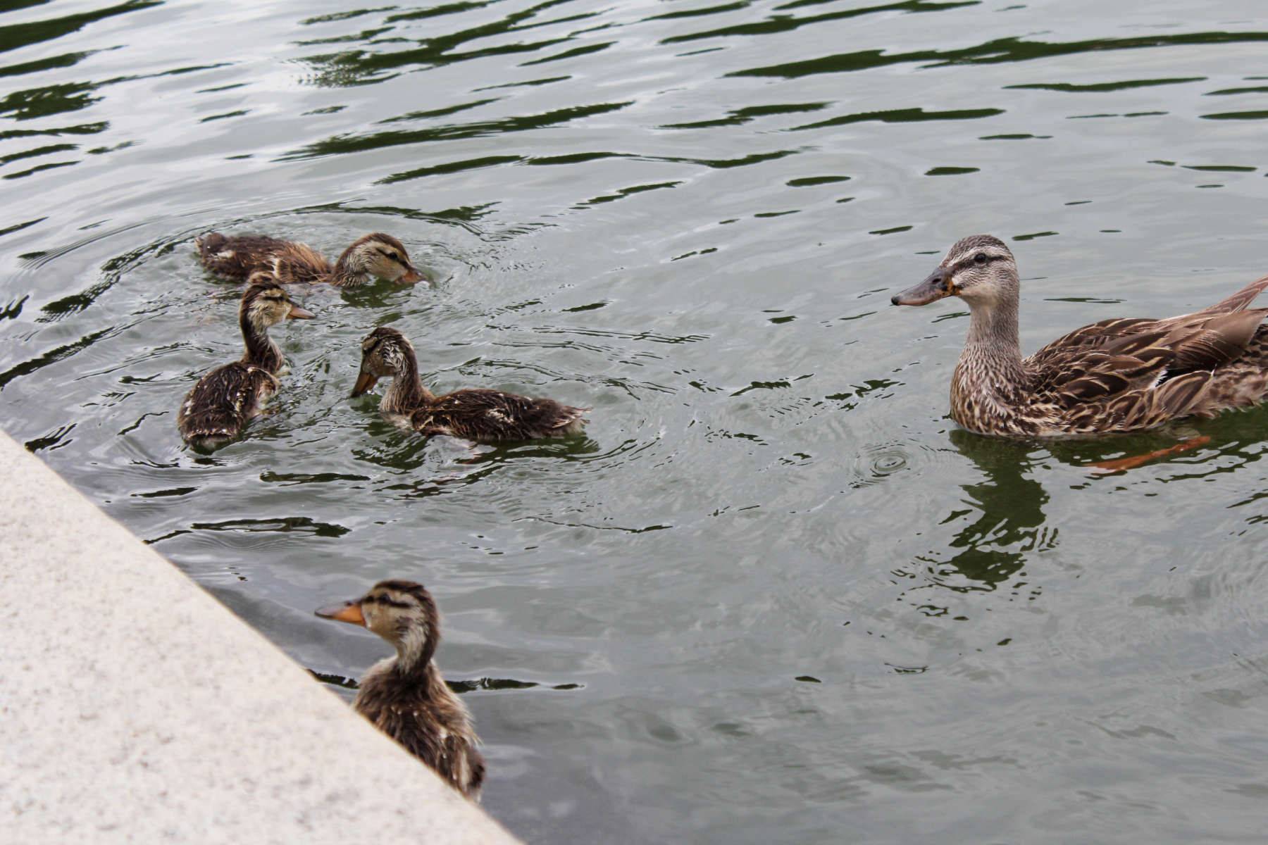 Alternative angle of ducks in the reflecting pool
