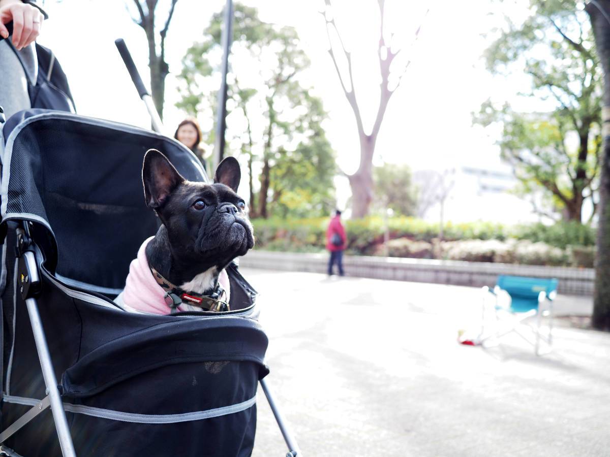 French Bulldog in a stroller