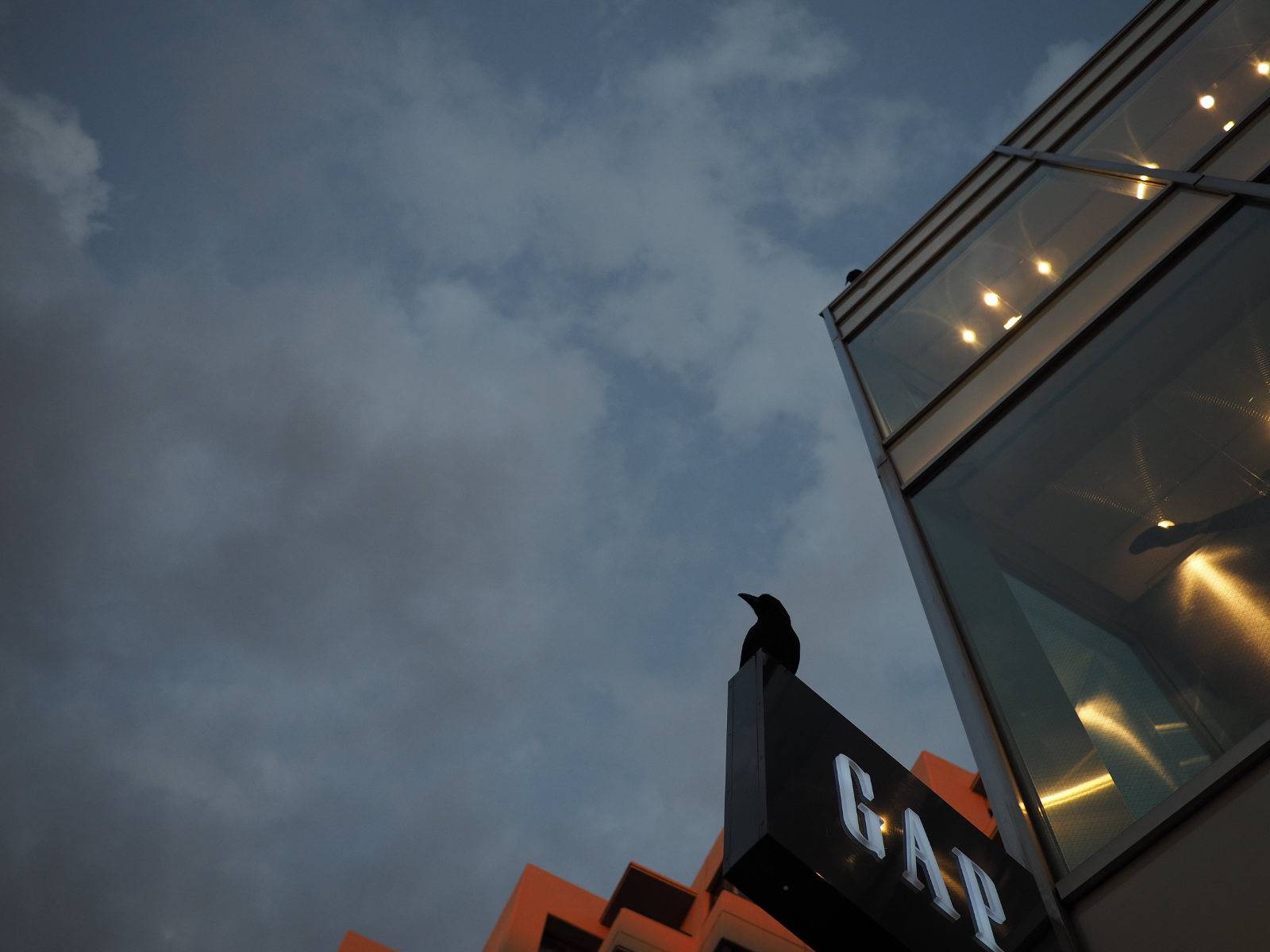 A crow perched on a GAP store sign