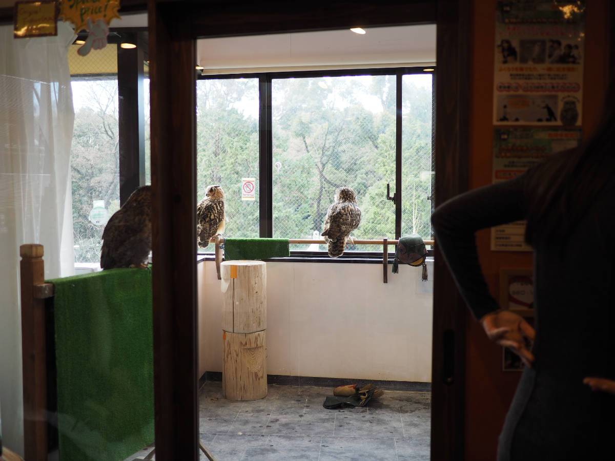 Owls inside the Owl Café