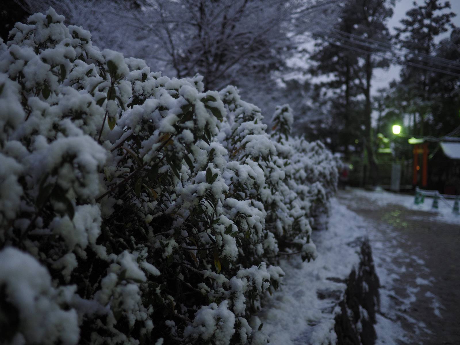 Snowcapped bushes