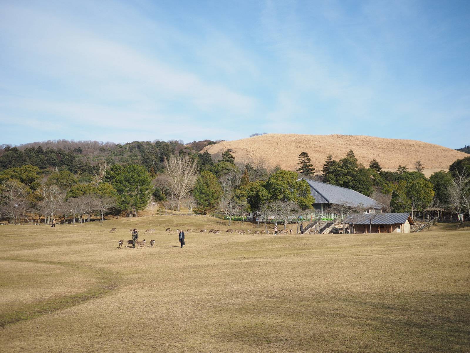 Nara fields of grass and trees
