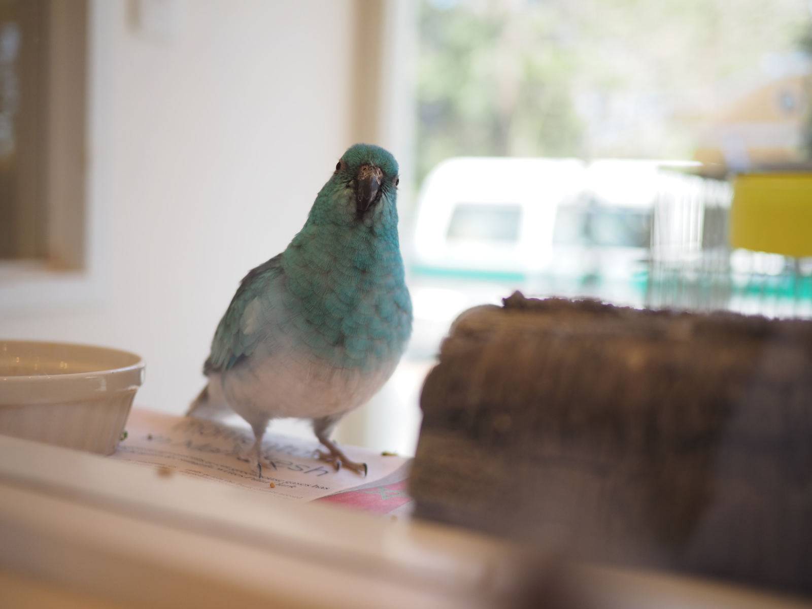 A bird in the café