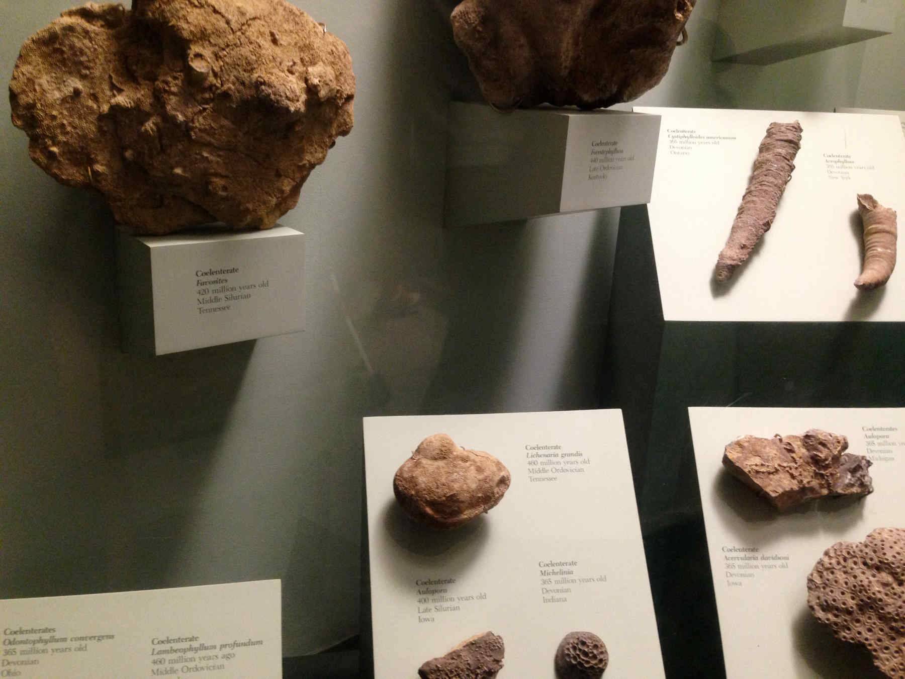 Prehistoric preserved specimens