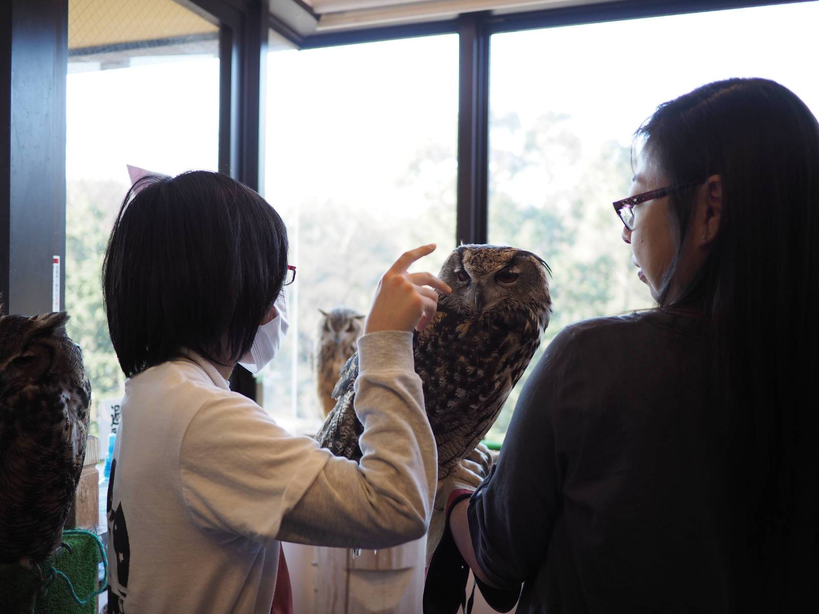 Staff telling visitors about an Owl