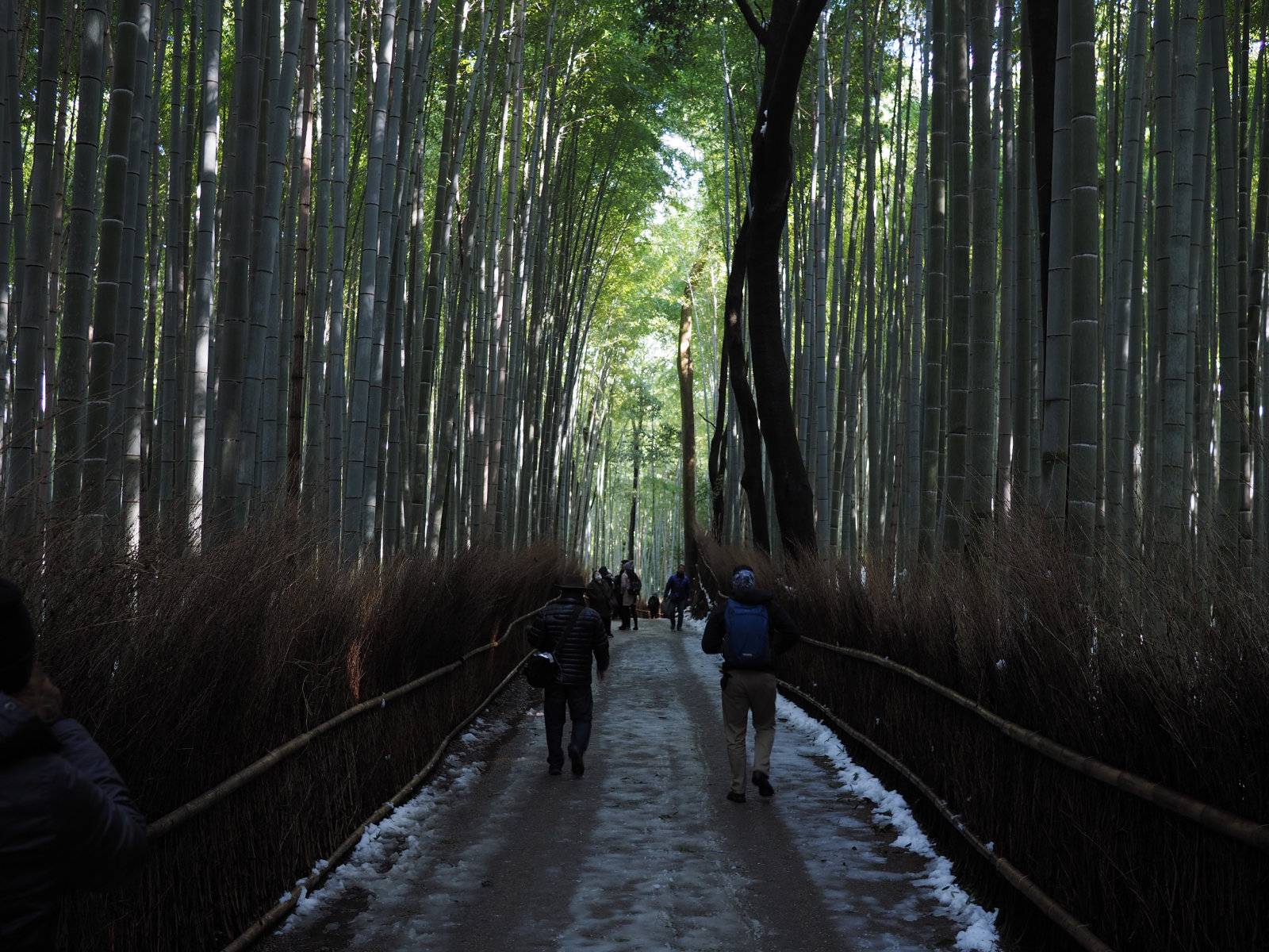 Bamboo grove path
