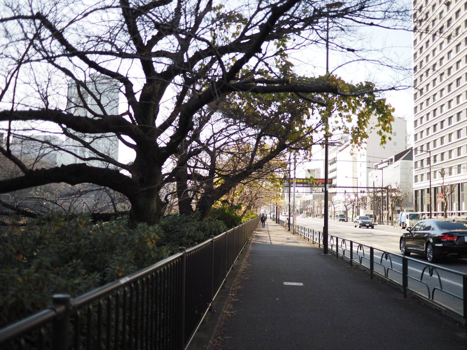 Sidewalk with trees