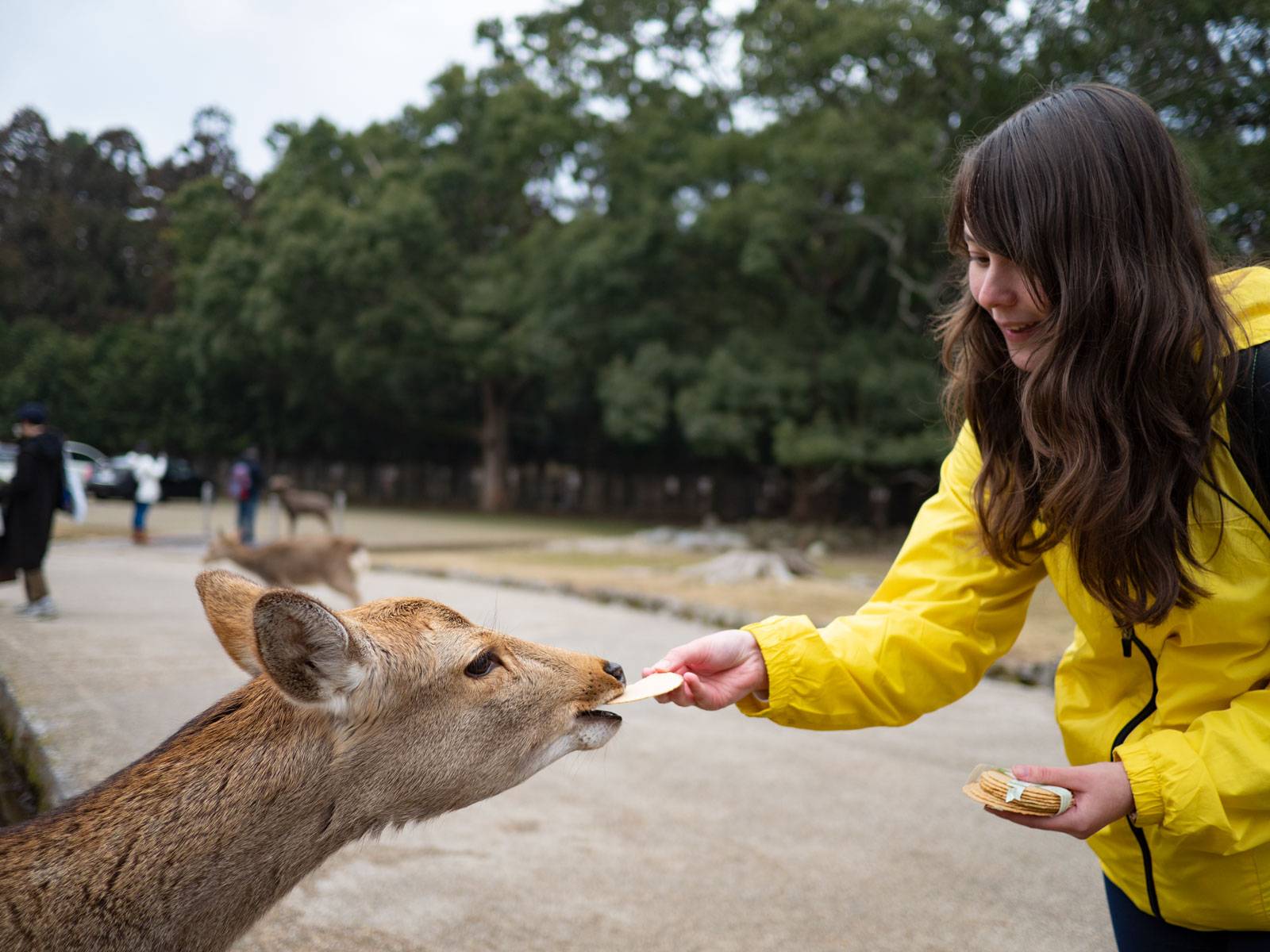 Alyssa feeding a deer