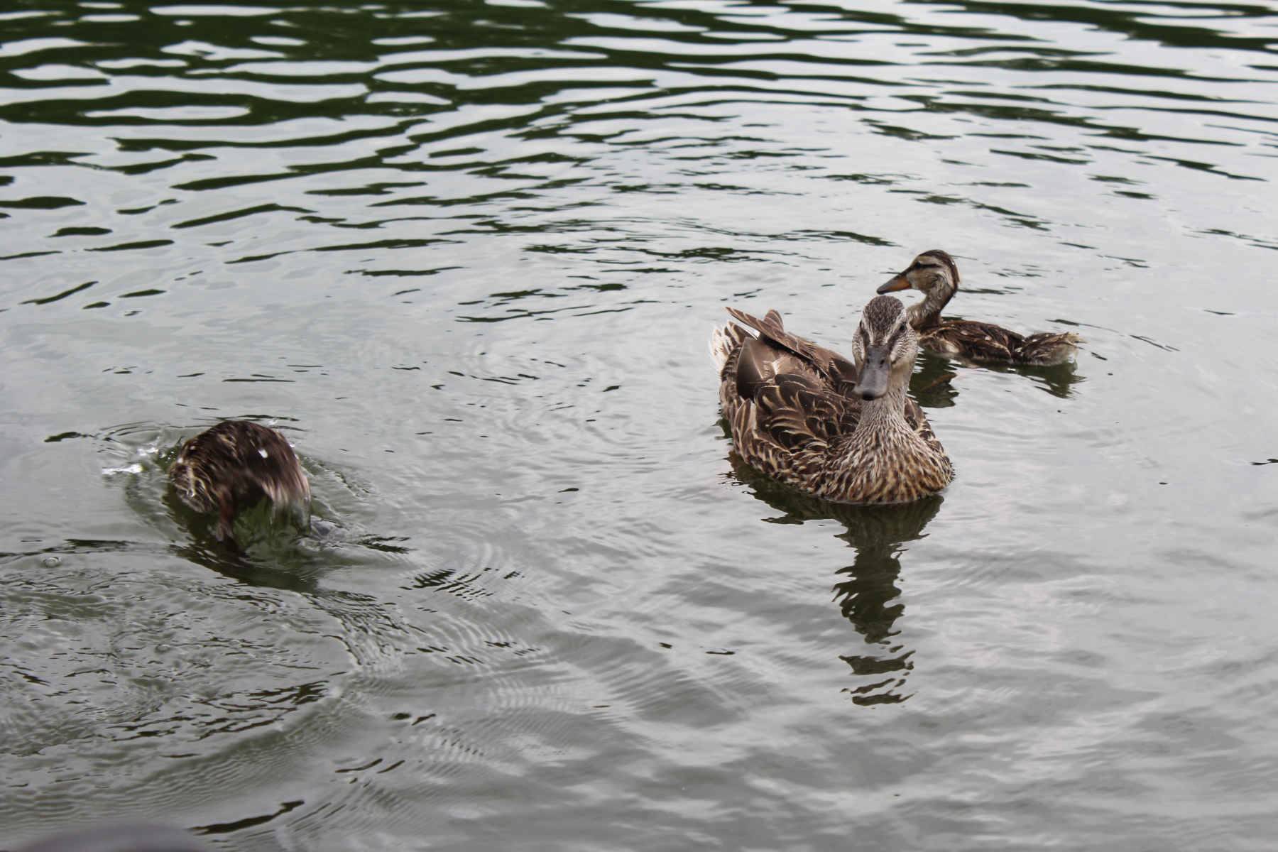 Ducks in the reflecting pool