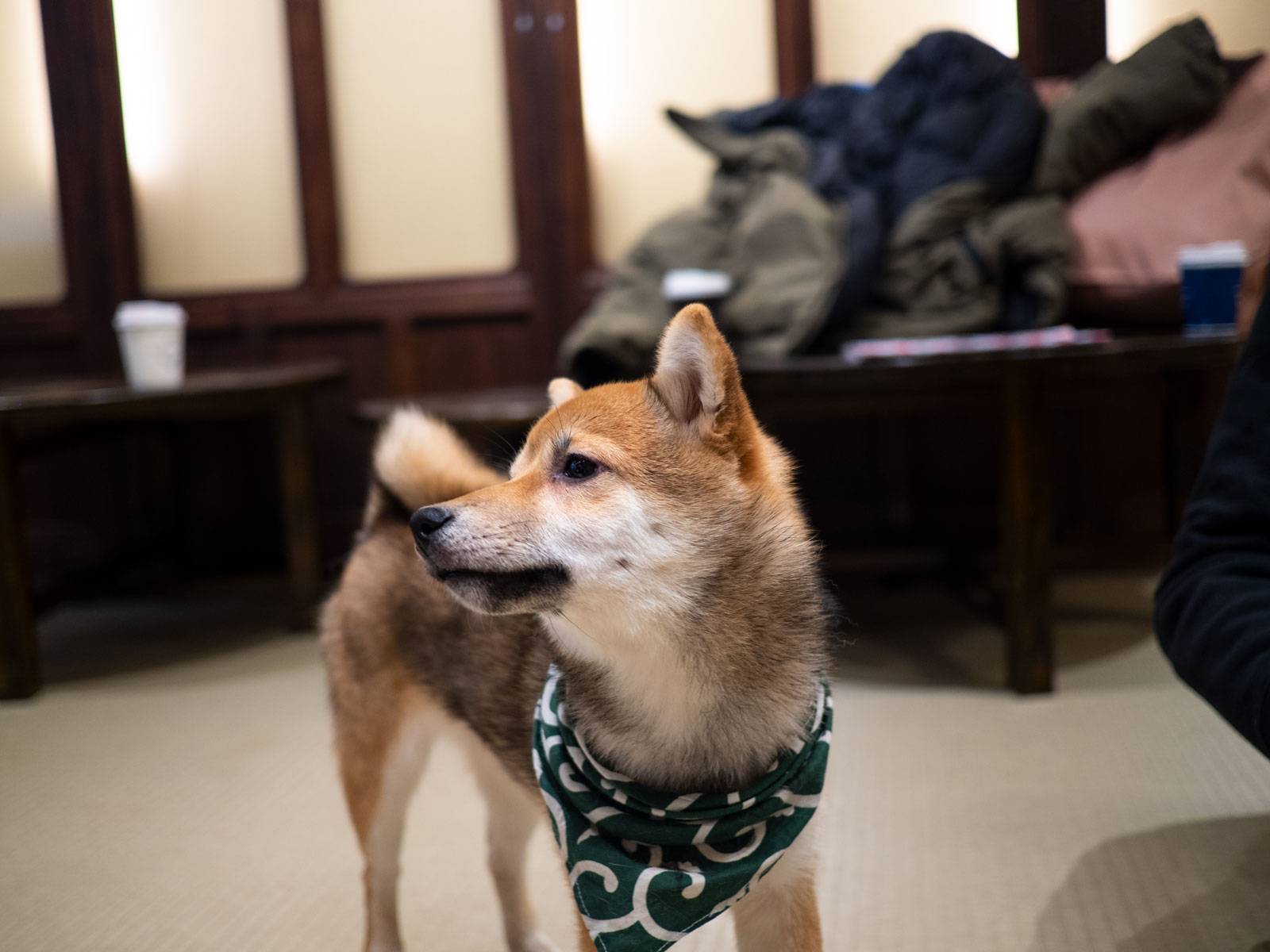 A shibe with a scarf