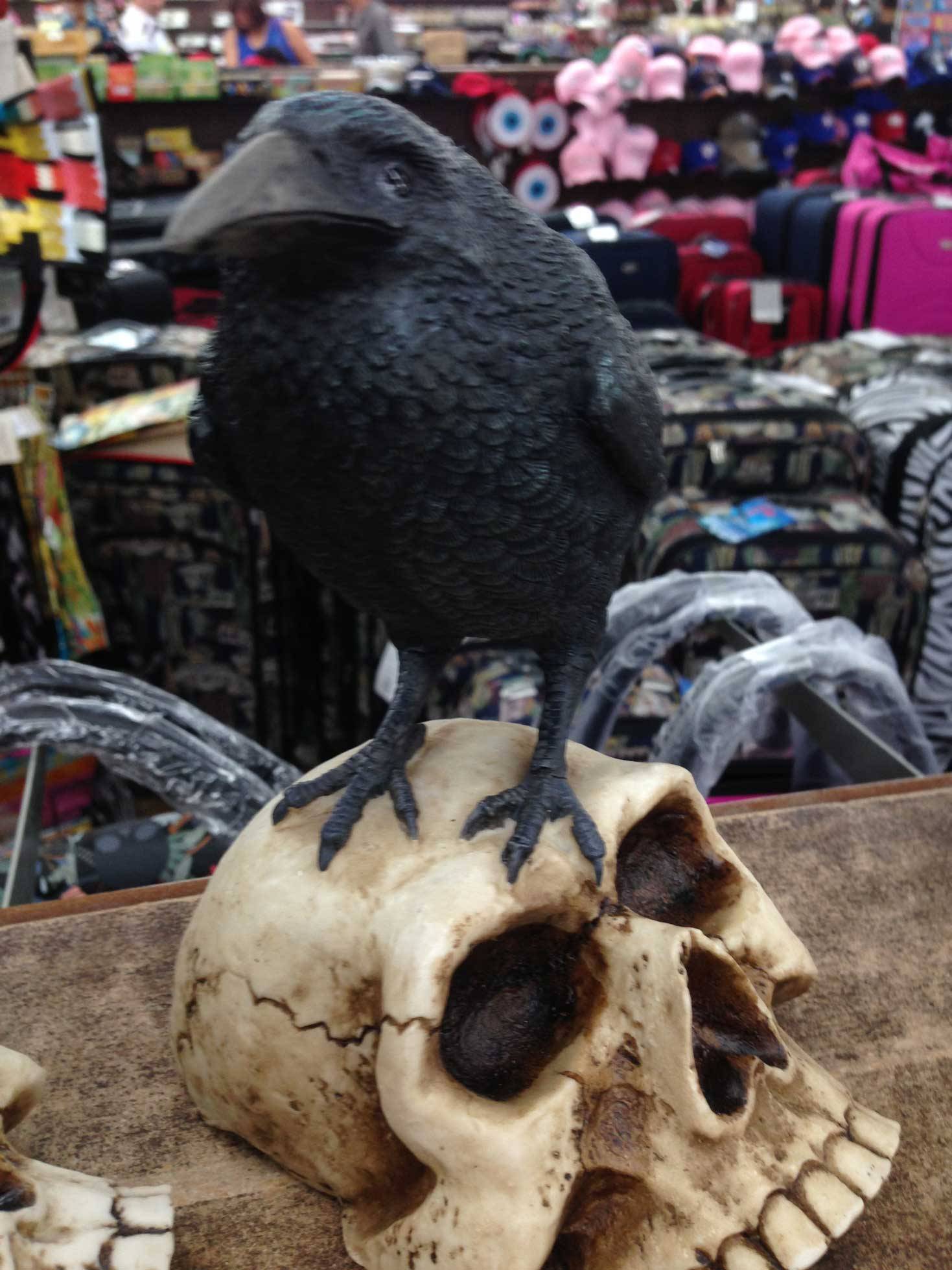 A crow ona skull
