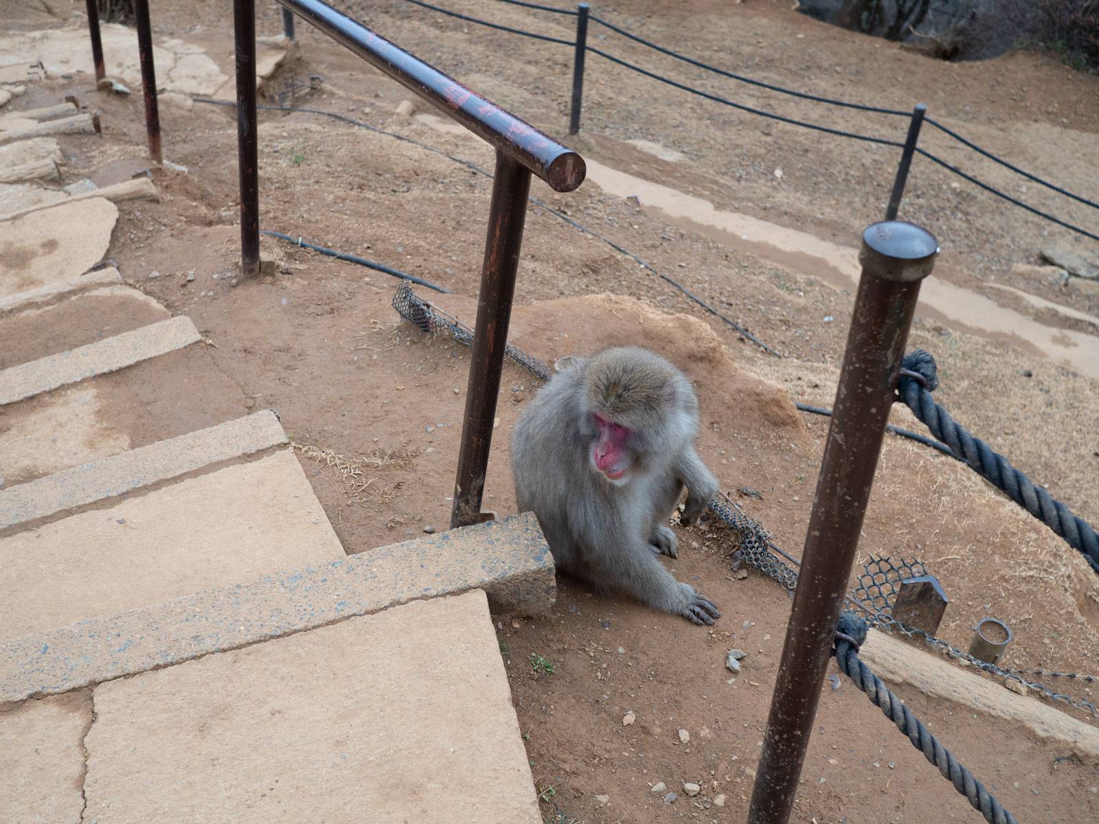 Monkey sitting next to steps