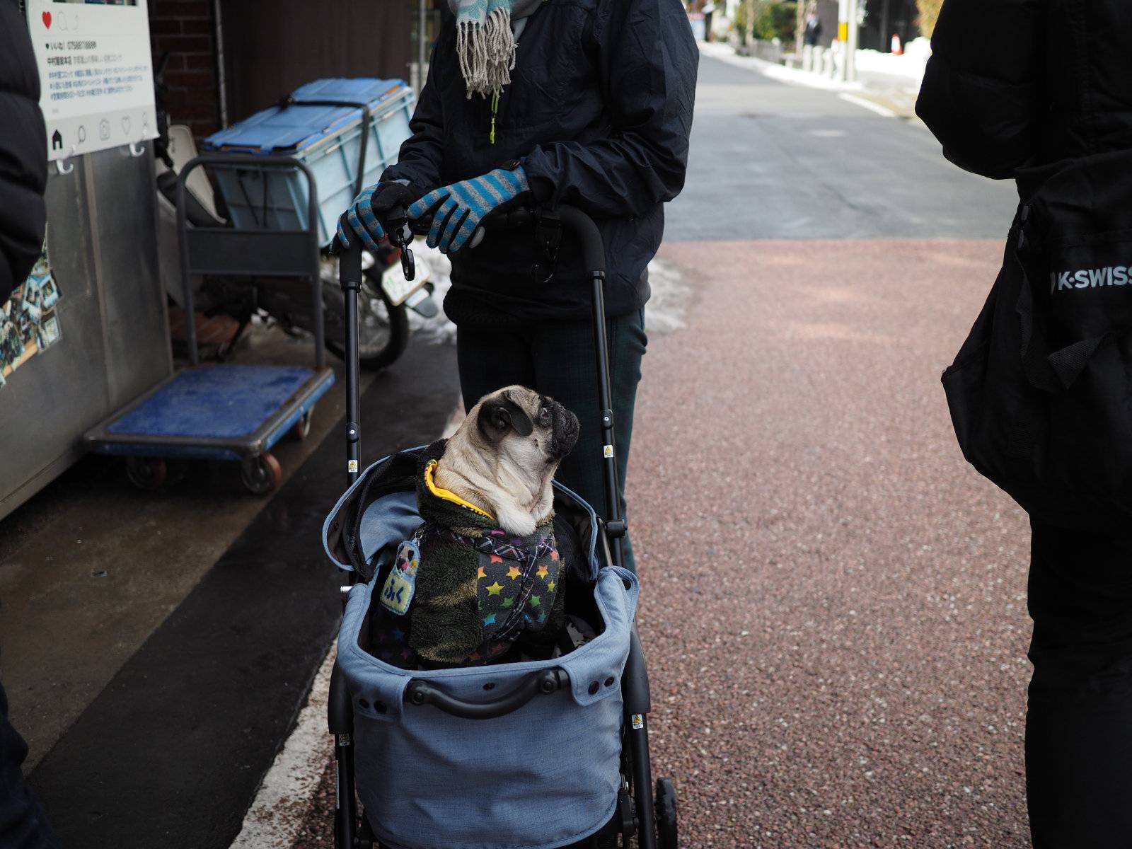 A pug in a stroller